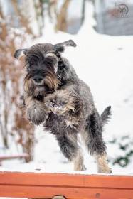 ZOTTELBART von HETZELDORF Ophelia (Knírač velký)