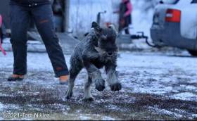 ZOTTELBART von HETZELDORF Ophelia (Knírač velký)