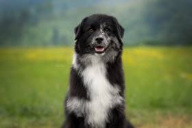 All Nyx Cute Furrballs (Australský ovčák)