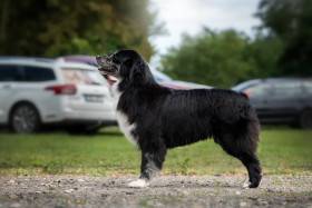 All Nyx Cute Furrballs (Australský ovčák)