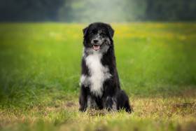 All Nyx Cute Furrballs (Australský ovčák)