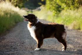 Queen Rousalie Labakan Slovakia (Australský ovčák)