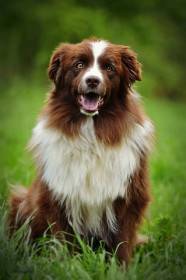 Queen Rousalie Labakan Slovakia (Australský ovčák)