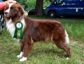 Queen Rousalie Labakan Slovakia (Australský ovčák)