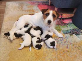 Carolain od Vrchu Kamýk (Jack Russell teriér)