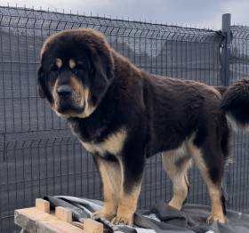 Enora Ravo z Ješína (Tibetská doga)