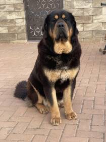 Enora Ravo z Ješína (Tibetská doga)