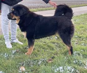 Enora Ravo z Ješína (Tibetská doga)