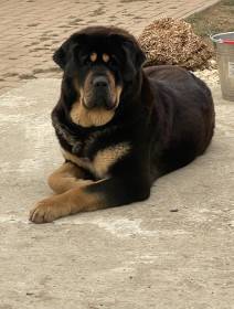 Enora Ravo z Ješína (Tibetská doga)