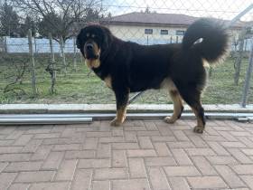 Enora Ravo z Ješína (Tibetská doga)