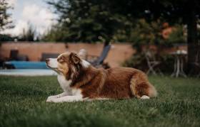 Pocahontas (Australský ovčák)