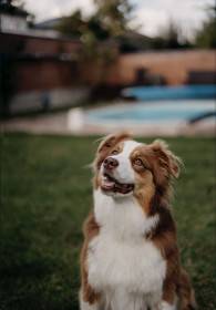 Pocahontas (Australský ovčák)