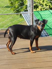 Baby za Zlatého Lankastru (Trpasličí pinč)