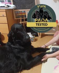 First Kiss Griffella (Flat coated retrívr)