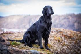 First Kiss Griffella (Flat coated retrívr)