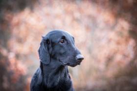 First Kiss Griffella (Flat coated retrívr)