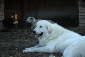 Elódie Apaltasunez (Pyrenejský horský pes)