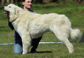 Elódie Apaltasunez (Pyrenejský horský pes)