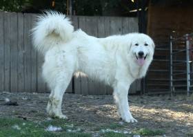 Elódie Apaltasunez (Pyrenejský horský pes)