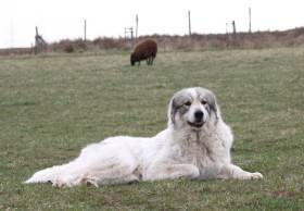 Cindarella Apaltasunez (Pyrenejský horský pes)