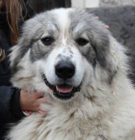 Cindarella Apaltasunez (Pyrenejský horský pes)