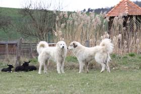 Rumia de la Bergerie des Reines (Pyrenejský horský pes)