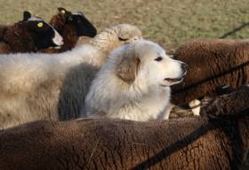 Rumia de la Bergerie des Reines (Pyrenejský horský pes)