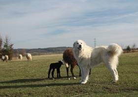 Rumia de la Bergerie des Reines (Pyrenejský horský pes)