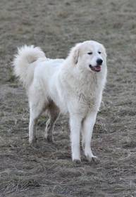 Rumia de la Bergerie des Reines (Pyrenejský horský pes)