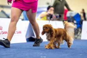 AMBER Born for Royals (Kavalír king charles španěl)