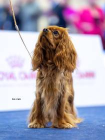 AMBER Born for Royals (Kavalír king charles španěl)