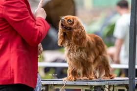 AMBER Born for Royals (Kavalír king charles španěl)