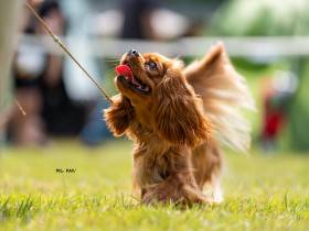 AMBER Born for Royals (Kavalír king charles španěl)