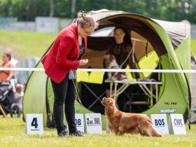 AMBER Born for Royals (Kavalír king charles španěl)