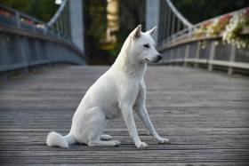 Unmay No Akay Ito Rini (Kishu inu)