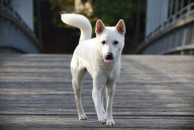 Unmay No Akay Ito Rini (Kishu inu)