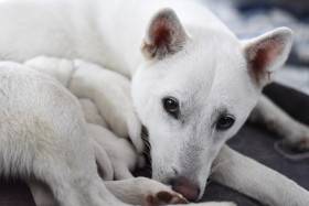 Unmay No Akay Ito Rini (Kishu inu)