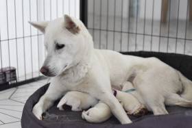 Unmay No Akay Ito Rini (Kishu inu)