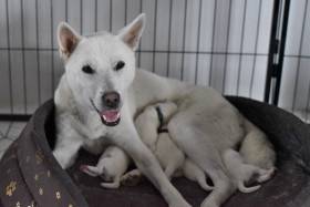 Unmay No Akay Ito Rini (Kishu inu)