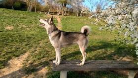 Beky Hvozdecký les (Západosibiřská lajka)