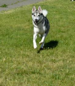 Beky Hvozdecký les (Západosibiřská lajka)