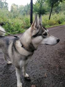 Beky Hvozdecký les (Západosibiřská lajka)