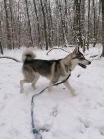 Beky Hvozdecký les (Západosibiřská lajka)