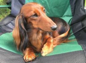 April Little Creature (Jezevčík dlouhosrstý)