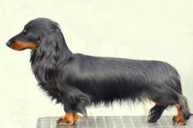 Daisy Little Creature (Jezevčík dlouhosrstý)