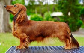 Frida Little Creature (Jezevčík dlouhosrstý)