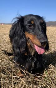 Fiona Little Creature (Jezevčík dlouhosrstý)