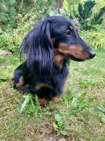 Fiona Little Creature (Jezevčík dlouhosrstý)