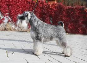 Rhapsody in Grey z Marzemu (Knírač malý)