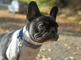 Hedvika Z Malinové stráně (Francouzský buldoček)